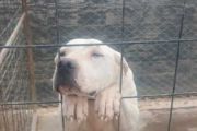 CONVOCATORIA A LA COMUNIDAD: ADOPCIÓN RESPONSABLE DE MASCOTAS