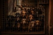 MADRYN: RESCATARON A 55 PERROS SALCHICHA DE UN CRIADERO 
