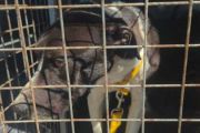 Allanamiento y secuestro por maltrato animal en Rawson